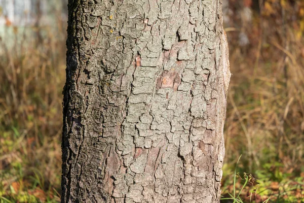 Textura Corteza Árbol Viejo Bosque Para Fondos — Foto de Stock