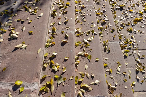 Сходи Жовтим Осіннім Листям Парку — стокове фото