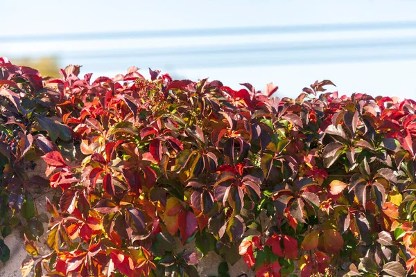 Folhas Vermelhas Carmesim Uvas Selvagens Outubro — Fotografia de Stock