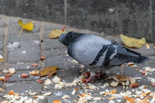 Wilde Tauben Fressen Erde Auf Dem Bürgersteig — Stockfoto