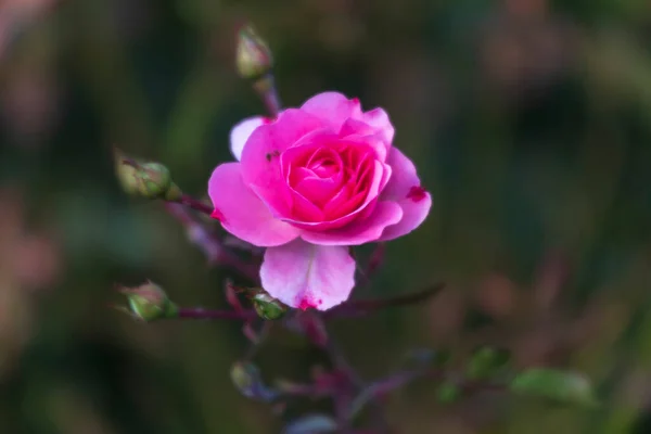 Рожеві Осінні Троянди Клумбі Парку — стокове фото