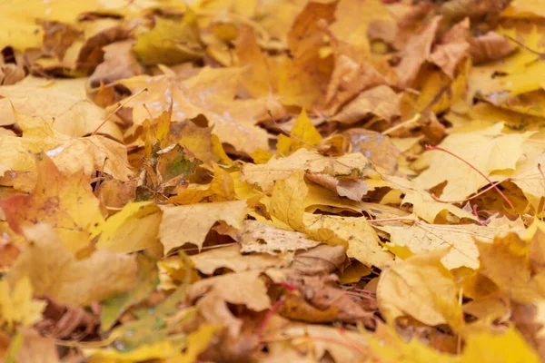 Krásné Žluté Podzimní Listy Stromů Parku — Stock fotografie