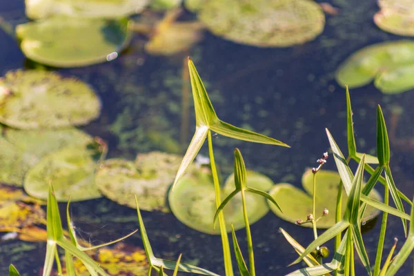 Air Musim Gugur Taman Kolam Dan Hijau Dengan Alang Alang — Stok Foto