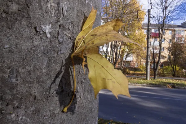 Sokaktaki ağaçlardan gelen sarı sonbahar yaprakları