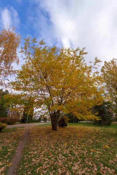 Красивый Осенний Пейзаж Октябре Желтые Листья Деревья Парк — стоковое фото