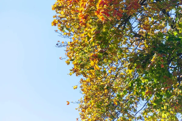 Hermosas Hojas Amarillas Otoño Árboles Parque —  Fotos de Stock