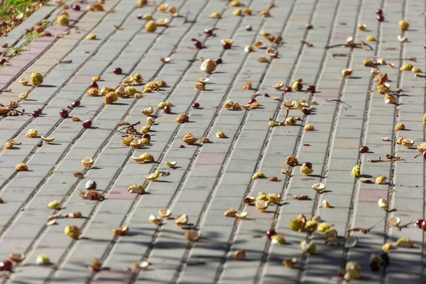 Sonbahar sarısı dikenli kestaneler beton kaldırımda