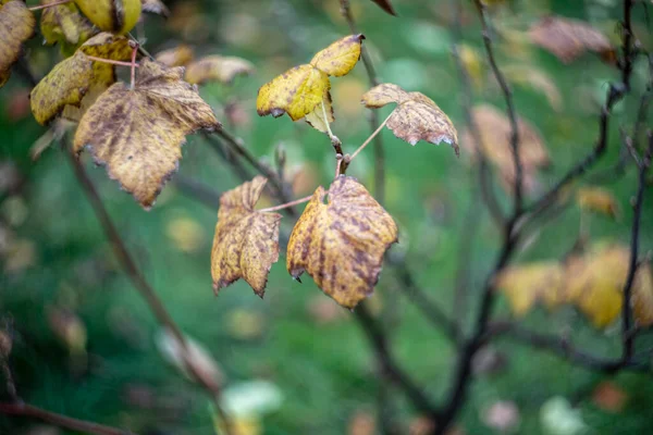 Yellow Currant Leaves Garden October — Stock Photo, Image