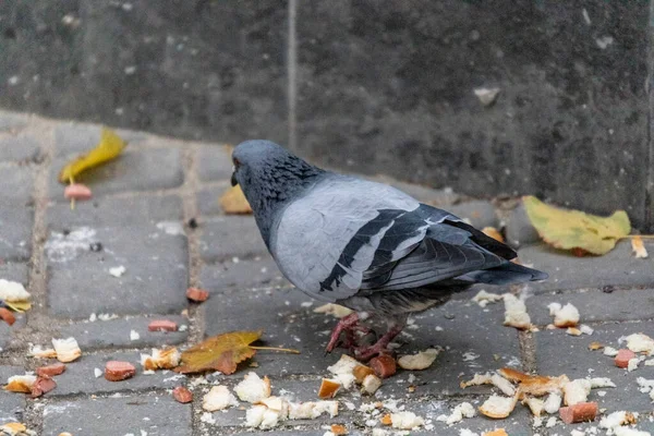 Wild Pigeons Eat Soil Pavement — Stock Photo, Image