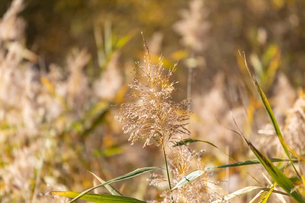 Bellissime Canne Gialle Autunnali Vicino Fiume Ottobre — Foto Stock