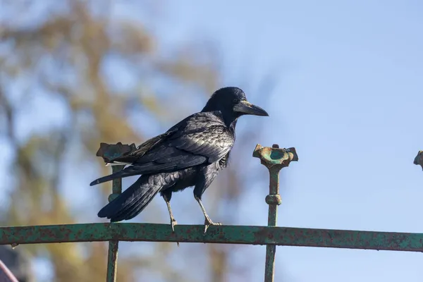 Черная Красивая Ворона Парке Октябре — стоковое фото