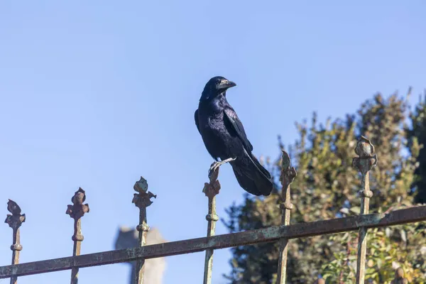 Negro Hermoso Cuervo Parque Octubre —  Fotos de Stock