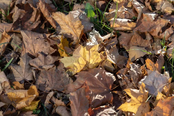 Prachtige Gele Herfstbladeren Het Park Oktober — Stockfoto