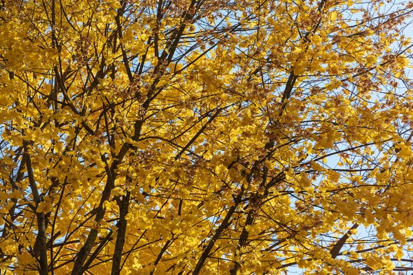 Όμορφα Κίτρινα Φθινοπωρινά Φύλλα Δέντρων Στο Πάρκο — Φωτογραφία Αρχείου