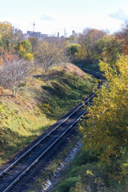 Sonbaharda ormanda at yarışı. Yeşil ot ve sarı yapraklar