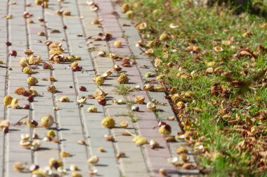 Sonbahar sarısı dikenli kestaneler beton kaldırımda