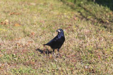 Ekim 'de parktaki siyah güzel karga