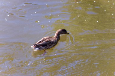 Sonbaharda fırtınada göl suyundaki vahşi ördek