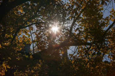 Ekim ayındaki güzel sonbahar manzarası. Sarı yapraklar, ağaçlar, park.