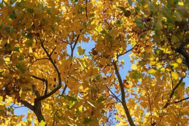 Parktaki güzel sarı sonbahar yaprakları