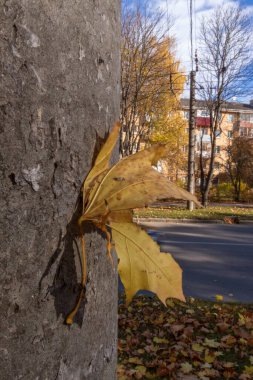 Sokaktaki ağaçlardan gelen sarı sonbahar yaprakları