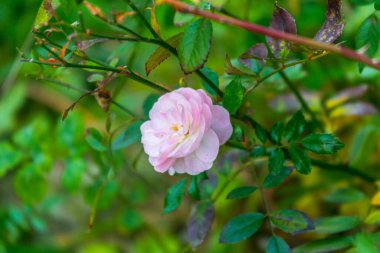 Parktaki bir çiçek tarhında pembe sonbahar gülleri