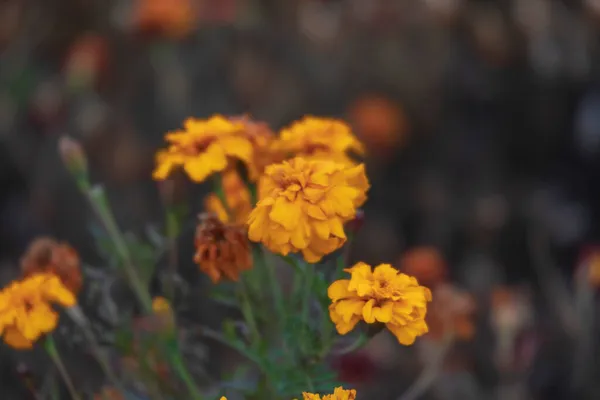 Schöne Gelbe Blüten Der Herbstblumen Park Auf Dem Blumenbeet — Stockfoto