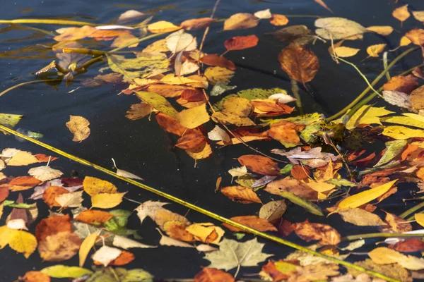 Belles Feuilles Automne Jaunes Dans Étang Eau Octobre — Photo