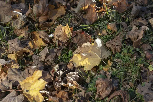 Красивые Желтые Осенние Листья Парке Октябре — стоковое фото