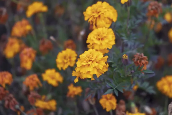 Beautiful Yellow Flowers Autumn Marigolds Park Flowerbed — Stock Photo, Image