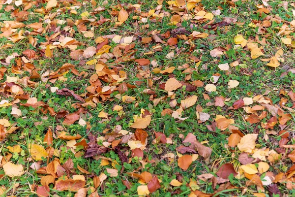 Beautiful Yellow Autumn Leaves Park Ground — Stock Photo, Image