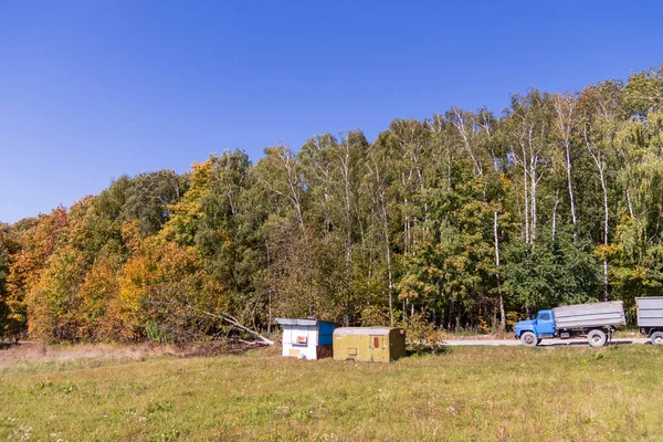 Schöne Gelbe Herbstblätter Von Bäumen Park — Stockfoto