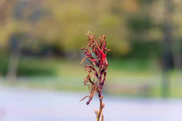 Červené Podzimní Květiny Parku Uličce — Stock fotografie