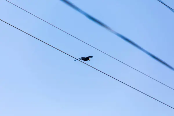 Power Lines Background Blue Sky — Stock Photo, Image