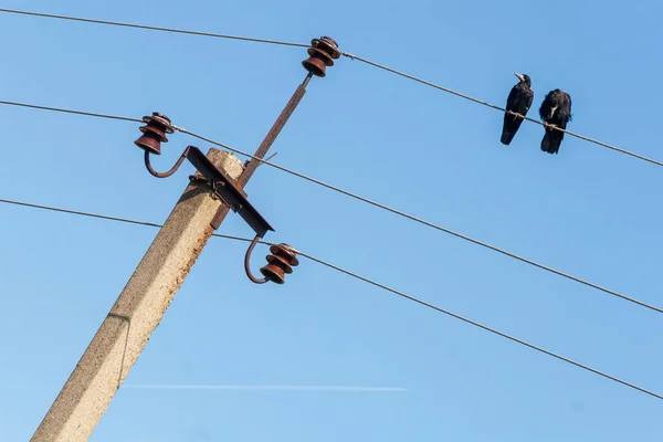 Black Crows Sitting Cable Background Sky — Stock Photo, Image