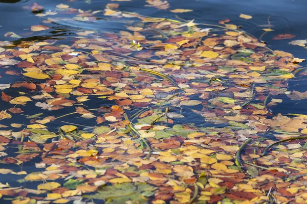 Belles Feuilles Automne Jaunes Dans Étang Eau Octobre — Photo