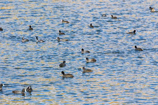 Sonbaharda fırtınada göl suyundaki vahşi ördek