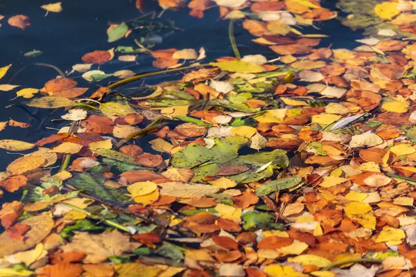 Gyönyörű Sárga Őszi Levelek Tavi Vízben Októberben — Stock Fotó
