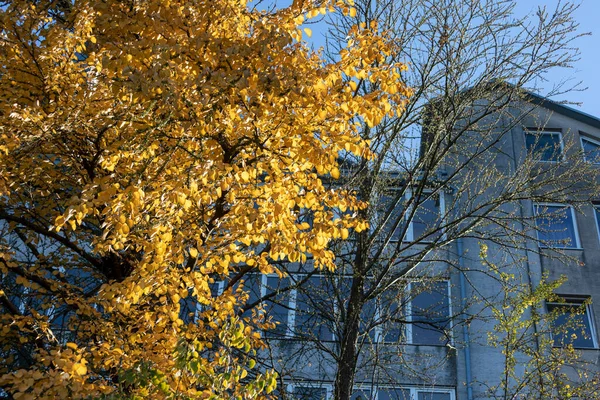 Piękne Żółte Liście Jesieni Parku Październiku — Zdjęcie stockowe