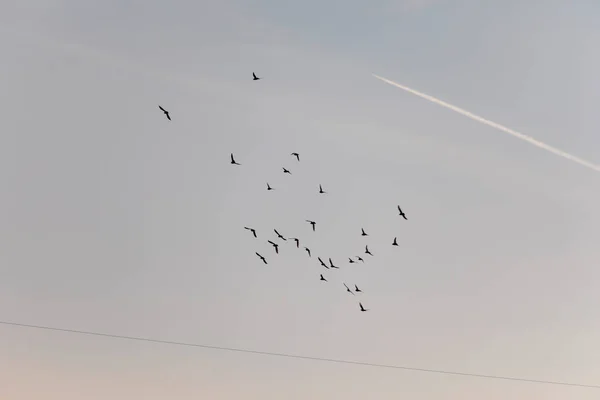 一群野鸽飞过一座房子 — 图库照片