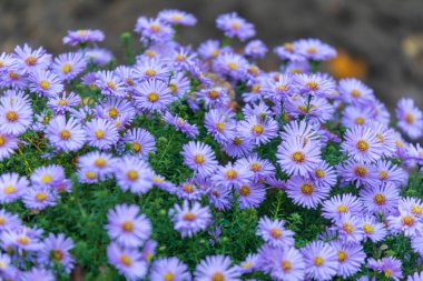 Ekim 'de bahçede güzel sonbahar çiçekleri