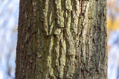 Arka plan için ormandaki yaşlı bir ağacın kabuğunun dokusu.