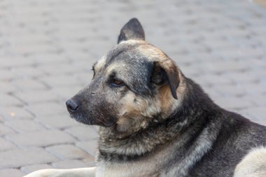 Parktaki üzgün ve aç evsiz köpek.