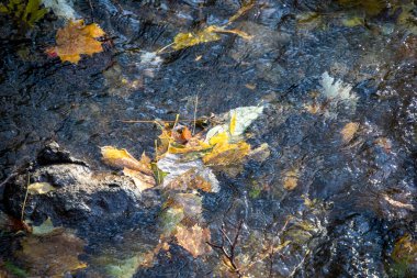 Sarı sonbahar yaprakları parktaki suda.