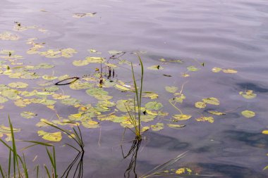 Ekim ayında sonbahar parkındaki gölde su.