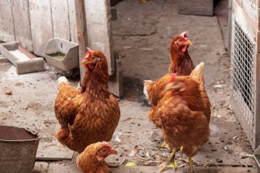 Çitteki bir çiftlikte kırmızı tüylü tavuk