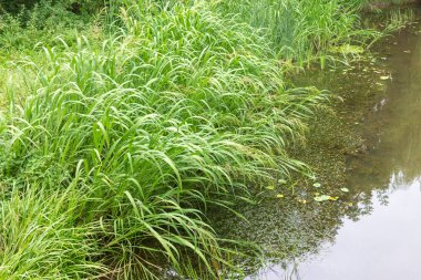 Ekim ayında sonbahar parkındaki gölde su.