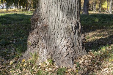 Arka plan için parktaki yaşlı bir ağacın kabuğunun dokusu.