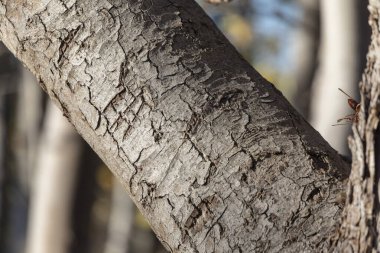 Arka plan için parktaki yaşlı bir ağacın kabuğunun dokusu.
