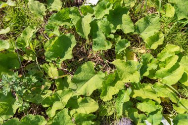 Güneşin altındaki ormanın yakınındaki bir tarlada yeşil yapraklar